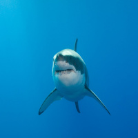 Green Scene: Sharks and Seagrass