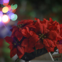 Gardening advice with Diarmuid Gavin