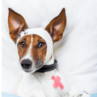 The Cost of Taking Care of a Sick Pet