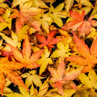 Gardening with Diarmuid Gavin