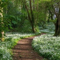 Less than 0.1% of Irelands ancient forests remains 