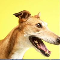  Irish greyhounds exported to India for a new cruel sport