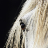 The bond between Travellers and their horses