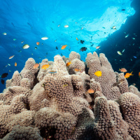 Science with Luke ONeill: Worries for the Great Barrier Reef