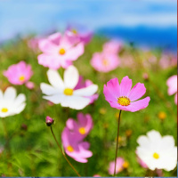 Gardening with Diarmuid Gavin