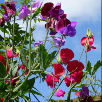 Gardening: Sweet peas are not just your average garden flower