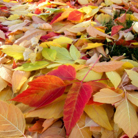 Why our autumn colour is expected to be so good this year
