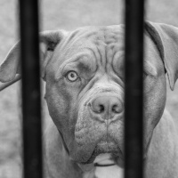 It is now illegal to buy, breed or import xl bully dogs