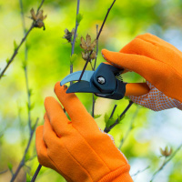 Gardening advice with Diarmuid Gavin