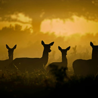 Calls for the introduction of a deer management plan