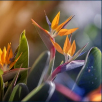 Gardening tips and advice