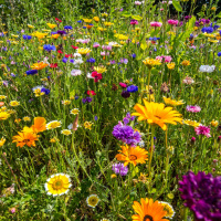 Gardening with Paul Smyth Head Gardener at RHSI Bellefield