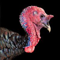 Bird flu what is the risk posed to the public? 