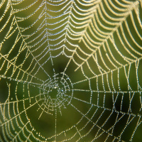 Green Scene: Zombie Spiders unique to Ireland