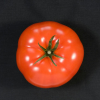 Green Scene: How tomatoes set booby traps for pests