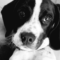 Henry McKean reports on National Pet Day