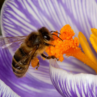The native Irish honey bee is at risk of extinction