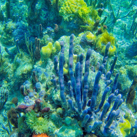 Green Scene: How coral reefs have reached a tipping point