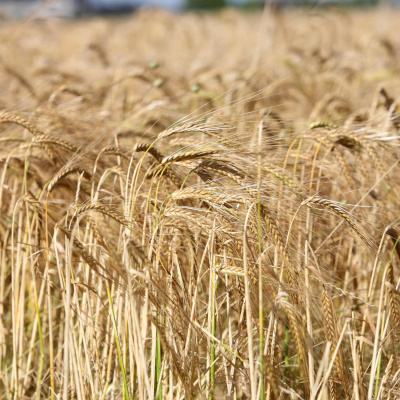 Highlights From The Pat Kenny Show