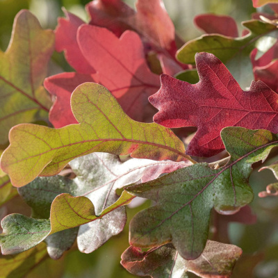 Highlights From The Pat Kenny Show