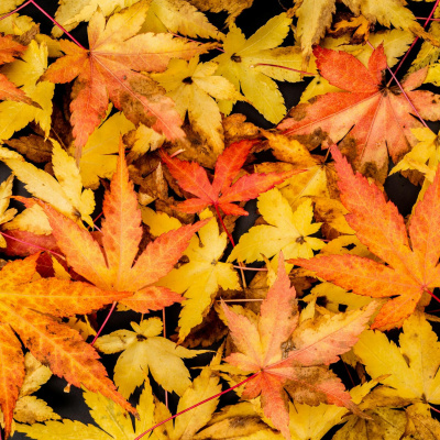 Highlights From The Pat Kenny Show