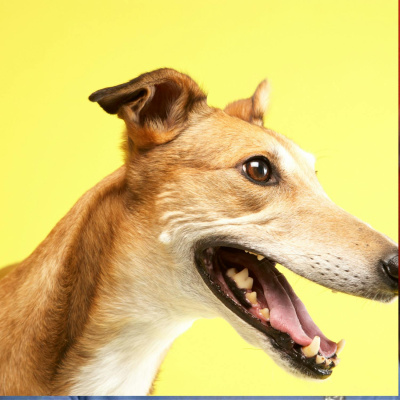 Highlights From The Pat Kenny Show