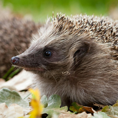 Highlights From The Pat Kenny Show