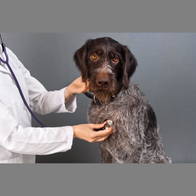 Highlights From The Pat Kenny Show