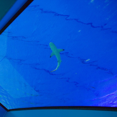 Highlights From The Pat Kenny Show