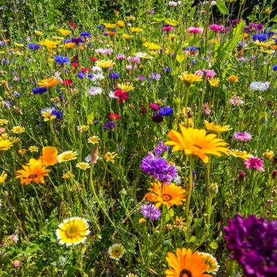 Highlights From The Pat Kenny Show