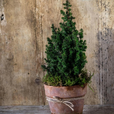 Highlights From The Pat Kenny Show