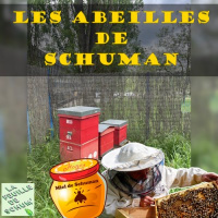 Les abeilles de Schuman
