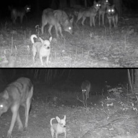 SZO 12.06.25 | VISLA FM