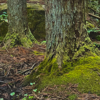 amorphous hour - squish 05.29.25 | VISLA FM