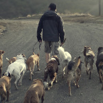 Beyond The Dog With Linn Boyke