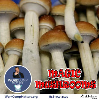 Magic Mushrooms
