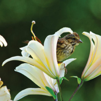 The world may cling to mammon, but Christ clings to you Trinity 15 2025