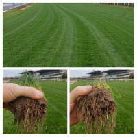 RACETRACKS REVEALED: Experienced track walker SAM TANKARD