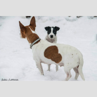 78: Venla, päivä 11 (podcast)