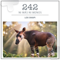 242: Los okapi