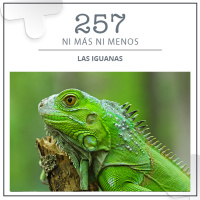 257: Las iguanas