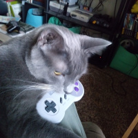 Justice Questions, Questions of Meaning - Alyse Knorr on Poetry and Teaching