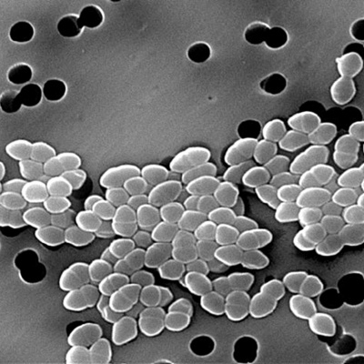 Microbe Minded Podcast