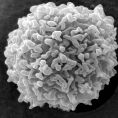 Microbe Minded Podcast