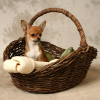 How much are you willing to spend on your pet?