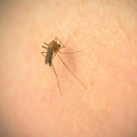 Why We Get Insect Bites