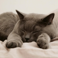 Ask the Expert: Dream Interpreter