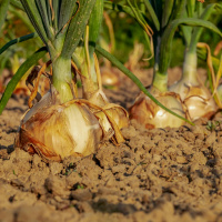 How I Live Well: Growing your own vegetables