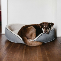  Should pets be allowed in rental properties?