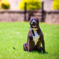 Rules on restricted dog breeds not being enforced